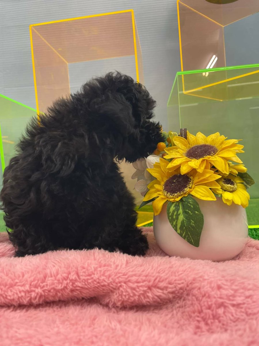 トロピカルファームあおぞら 東雁来ホーマック店内 トイプードルの男の子 が新しく仲間入りしました 色はブラック 6月6日産まれ 猫専門店だけどあまりにも可愛い目 で見つめられて入荷しました 犬ちゃんをお探しの方遊びに来てくださいね