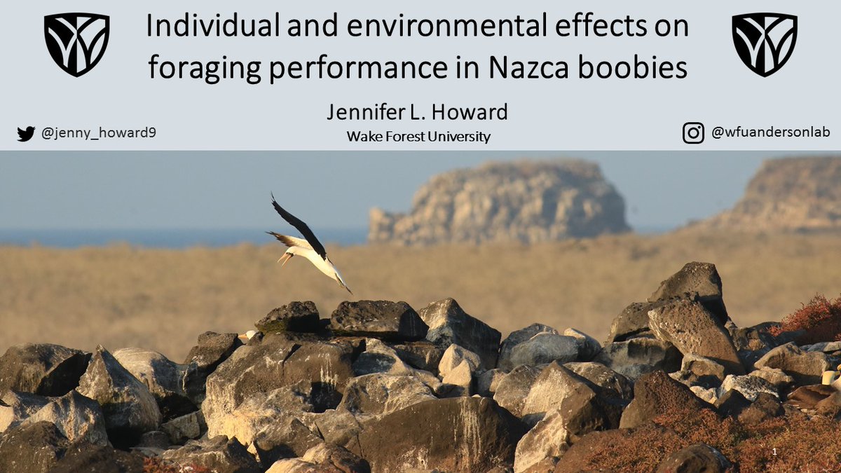 Image of title slide of powerpoint with a picture of a Nazca booby flying into land with an island backdrop. Text says "Individual and environmental effects on foraging performance in Nazca boobies" Jennifer L. Howard, Wake Forest University.