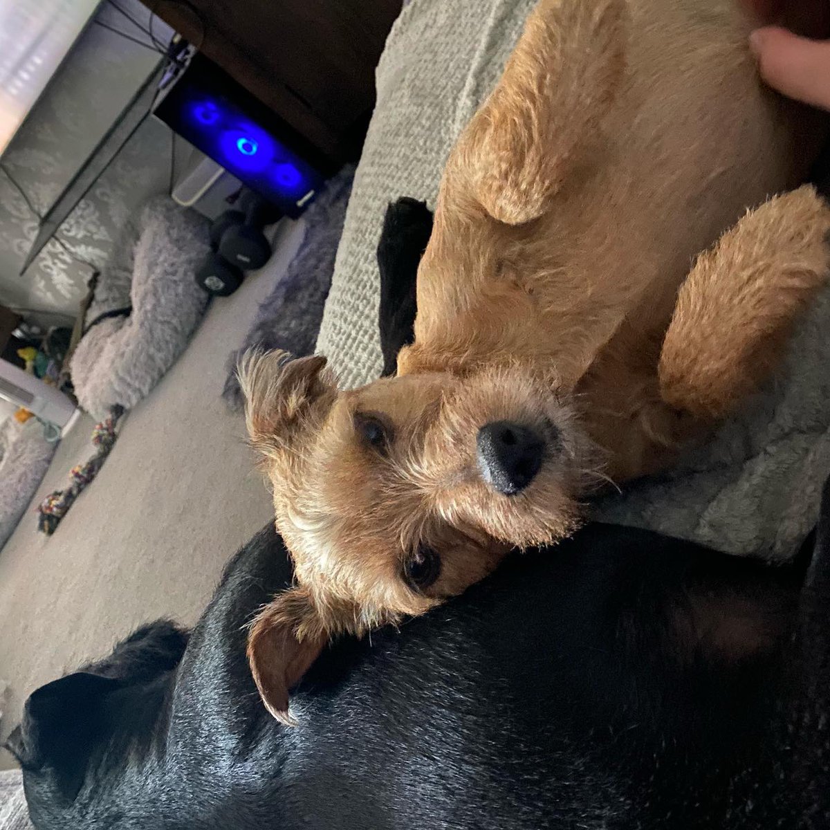Little Teddy Bear 🧸 🧡