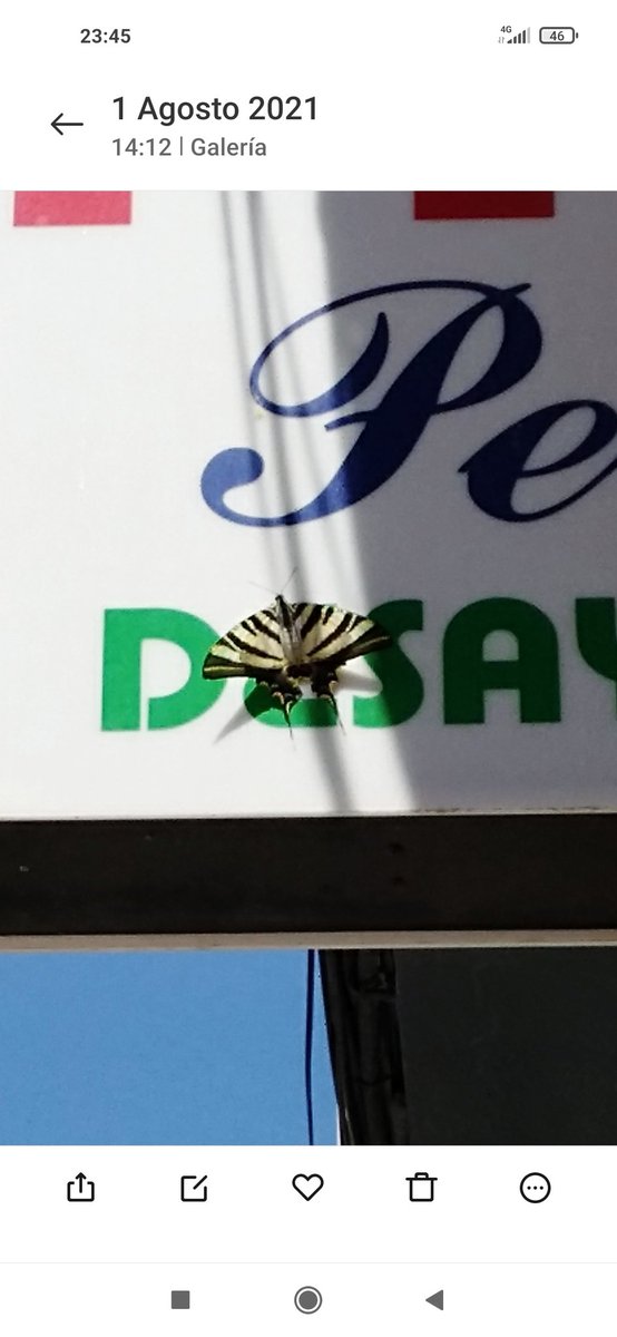 yositin21's tweet photo. Hoy me he encontrado esta espectacular mariposa.
#Iphiclidesfeisthamelii #Southernswallowtail https://t.co/IGmjJPe6N7