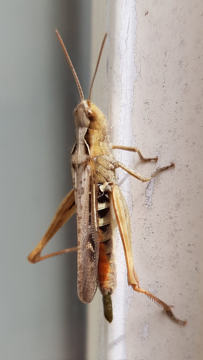 Prachtige Poepende Chorthippus op portier