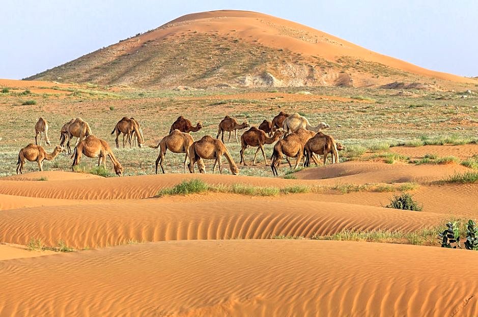 Herd of camels in the desert
Saudi Arabia ...🐪🐪🐪🐪
📷 Tariq_m_1