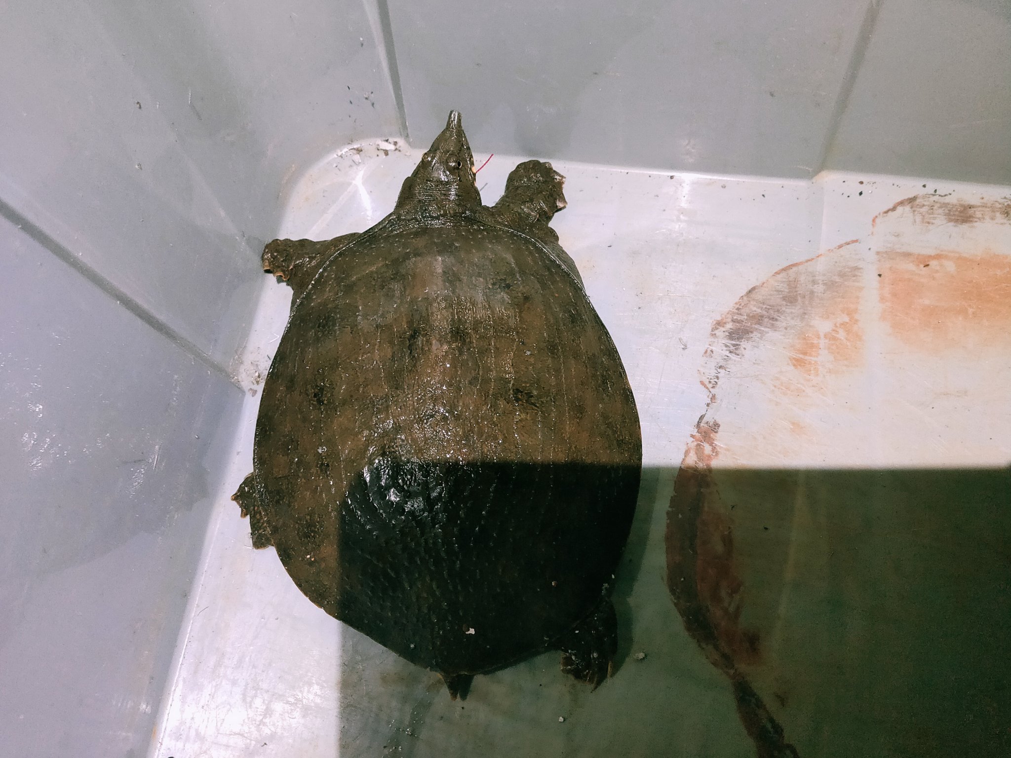 コナン 100種釣り 55 100 こごちんがスッポンってやつを釣りましたが 怖くて逃しました ウナギ釣り スッポン 広島 夜釣り 釣り好きな人と繫がりたい T Co C7arjily9o Twitter