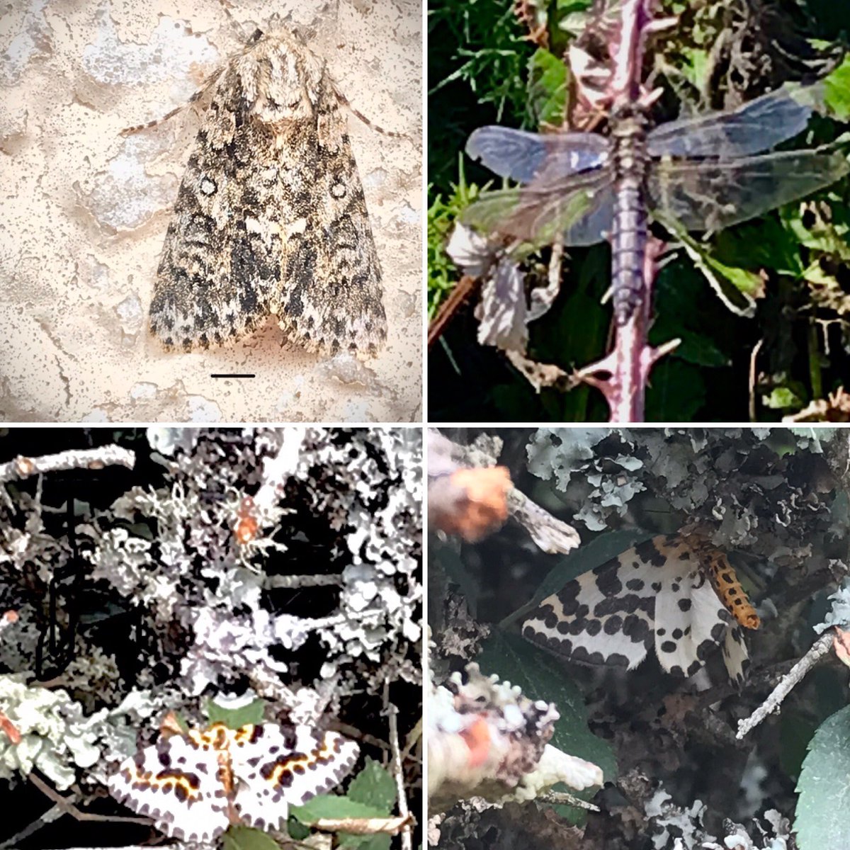 #camouflage