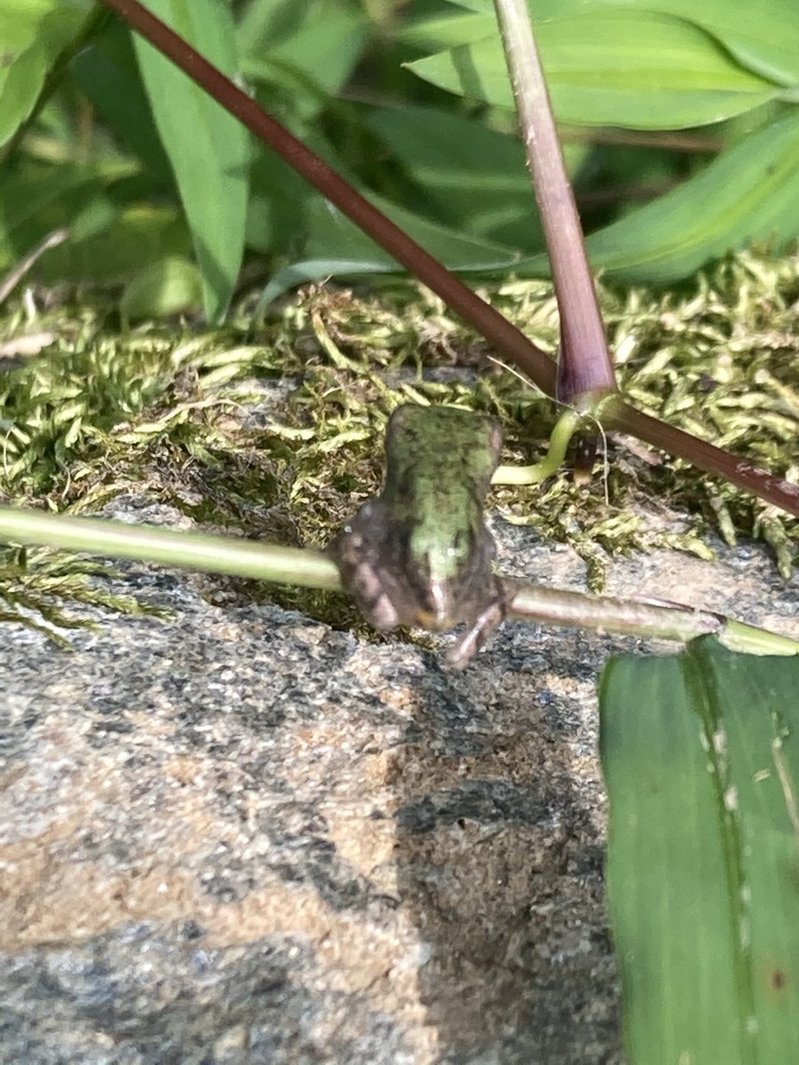 CCPS_STEM (@stemccps) on Twitter photo Hoping to get some green frog 🐸 tadpoles to first graders to support “it’s alive” unit. This guy did not want to go to school ☹️ still plenty of young tadpoles. He/she is on own now. <a href="/CCPSk12/">Carroll County PS</a> <a href="/CCPS_ODS/">Carroll County Outdoor School</a> @CCPSPerformance Hoping to get some green frog 🐸 tadpoles to first graders to support “it’s alive” unit. This guy did not want to go to school ☹️ still plenty of young tadpoles. He/she is on own now. <a href="/CCPSk12/">Carroll County PS</a> <a href="/CCPS_ODS/">Carroll County Outdoor School</a> @CCPSPerformance