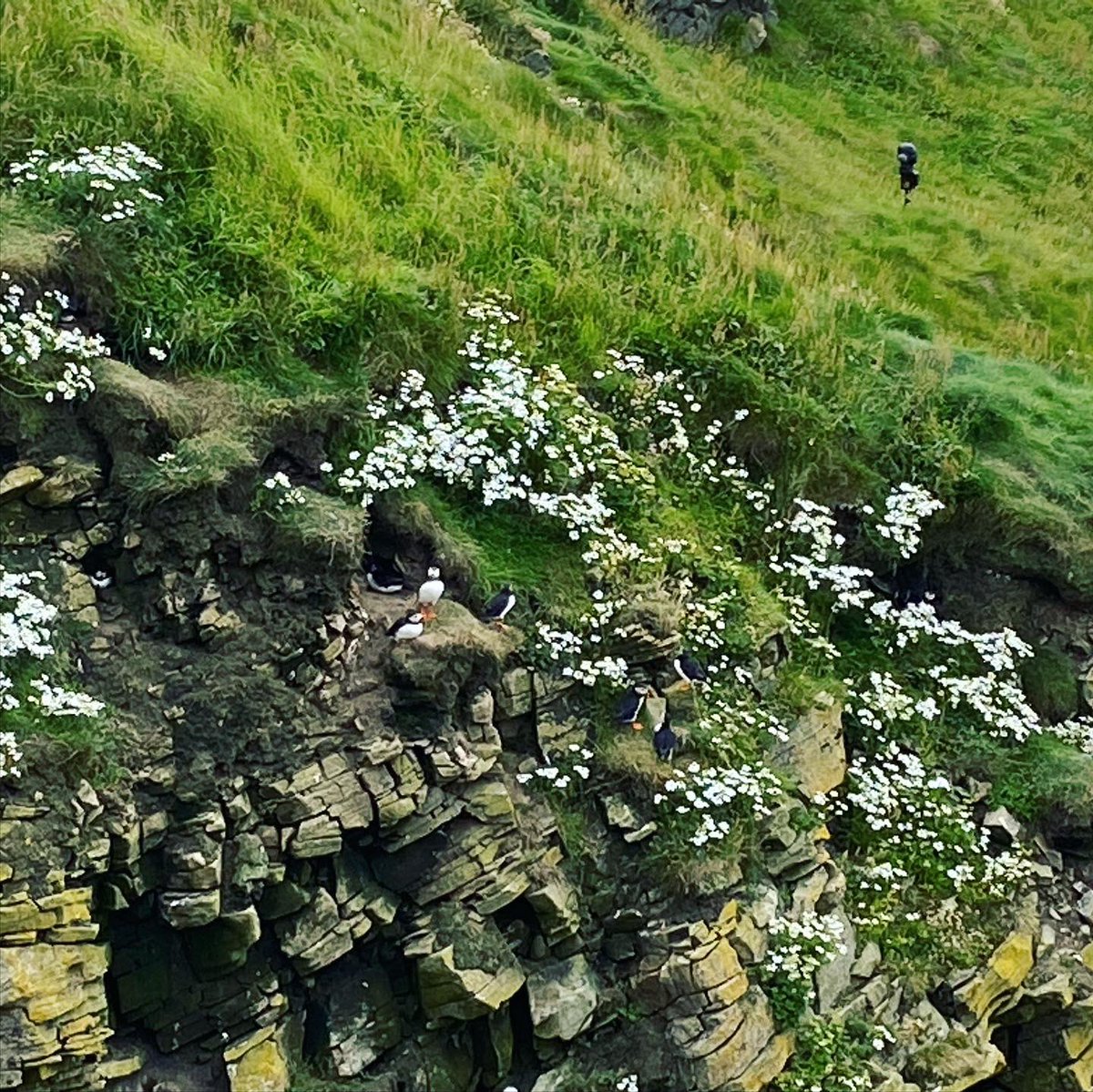 callumthursby's tweet photo. Who wants to see some Puffins ? Then here’s some photos of these amazing birds. So so lucky to see them, anymore you wanna show us Shetland? #puffins #shetlandpuffins #shetland #shetlandislands #animalwatch #birdwatch @BBCCountryfile @PromoteShetland #sumburghhead @SumburghHead https://t.co/gLGWtWVbf3