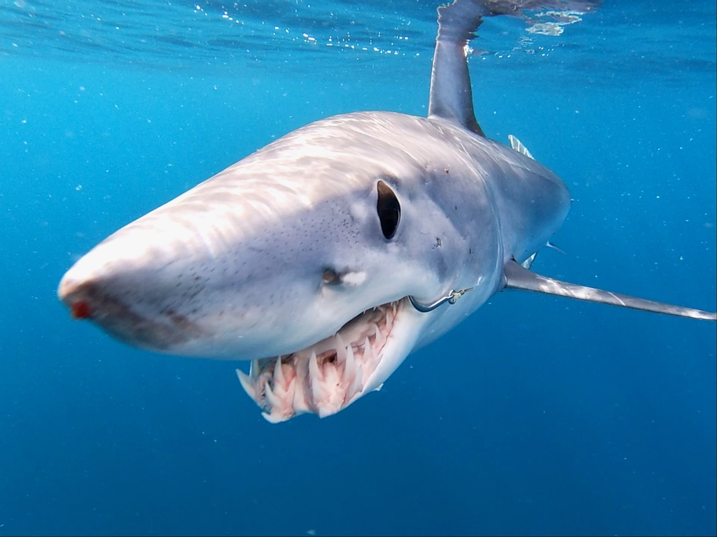 Get the know how for catching and releasing #sharks and #rays⁠. Click the link in our bio to view the guide or head to our YouTube and watch our instructional videos⁠
~⁠
📷 Jonah Yick⁠
~⁠
#sharkmates #vrfish #sustainablefishing #fishing #catchandrelease