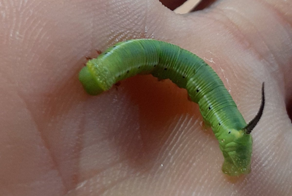 ট ইট র Donguri オオスカシバの幼虫 お尻の角は武器かと思っていたけど こやつらが常食としているクチナシの葉の食べ残しに擬態するためかしら ট ইট র Donguri オオスカシバの幼虫 お尻の角は武器かと思っていたけど こやつらが常食としているクチナシの葉の食べ残しに擬態するためかしら