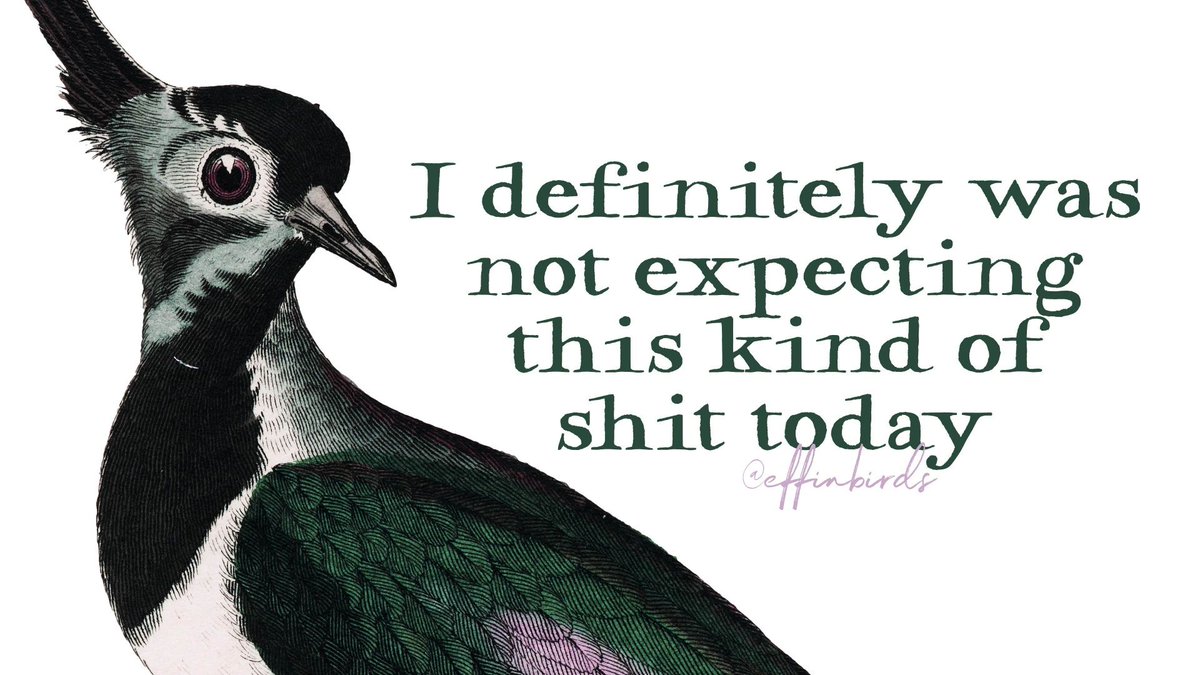 EffinBirds's tweet photo. https://t.co/LUpxYkyW7n