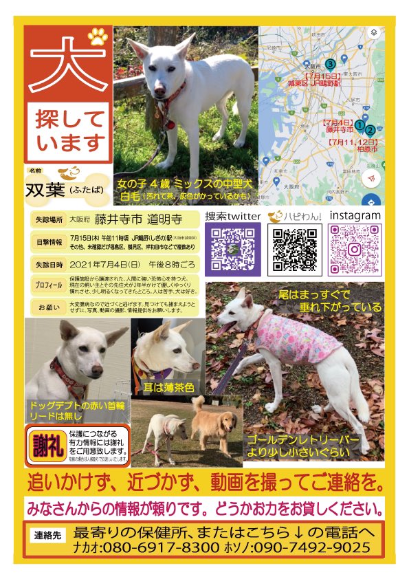 双葉 大阪府迷子犬探してます 本日も双葉の目撃情報お待ちしてます 大阪府全域を目安にしてます 白色 迷子 放浪 野良 雑種 大型犬 中型犬 赤い首輪 布製 真っ直ぐな尾 立ち耳 しっぽ下げる 今日も上手く餌が食べれてますように T