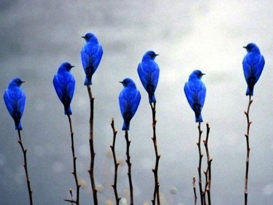 joni 🦋 tweet media