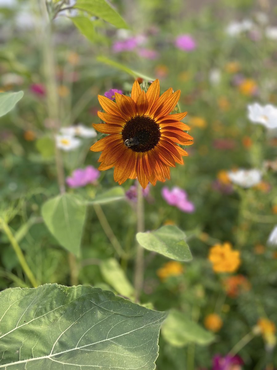 GinaCLynn's tweet photo. Urban garden at its best! @Monessen https://t.co/aUx5d4Q9lQ
