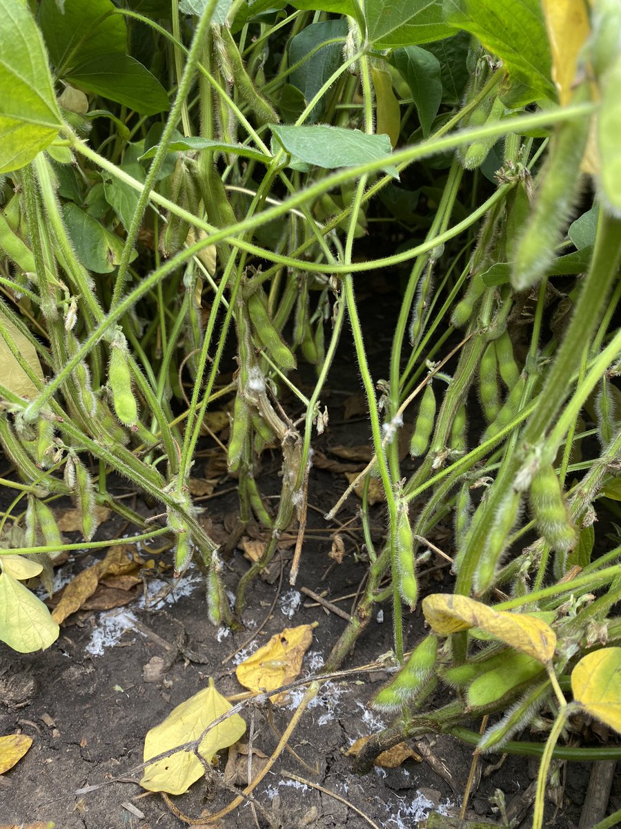 adammayer34's tweet image. My old friend that I haven’t seen for a few years how I haven’t missed you. At least we get to see how the NEW @GldnHarvest #GoldSeries soybeans handle the potentially harmful disease in White Mold!