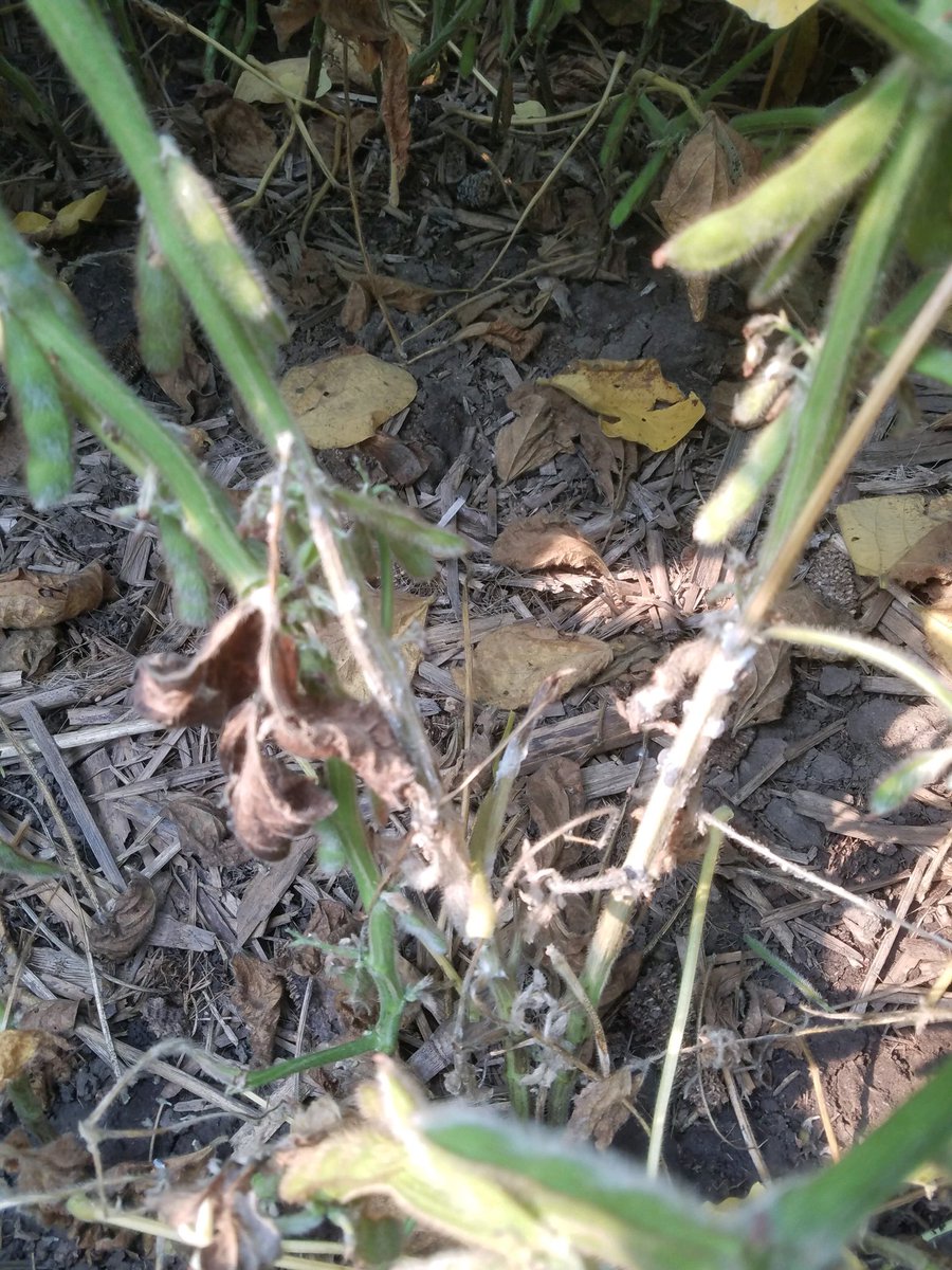 adammayer34's tweet image. My old friend that I haven’t seen for a few years how I haven’t missed you. At least we get to see how the NEW @GldnHarvest #GoldSeries soybeans handle the potentially harmful disease in White Mold!