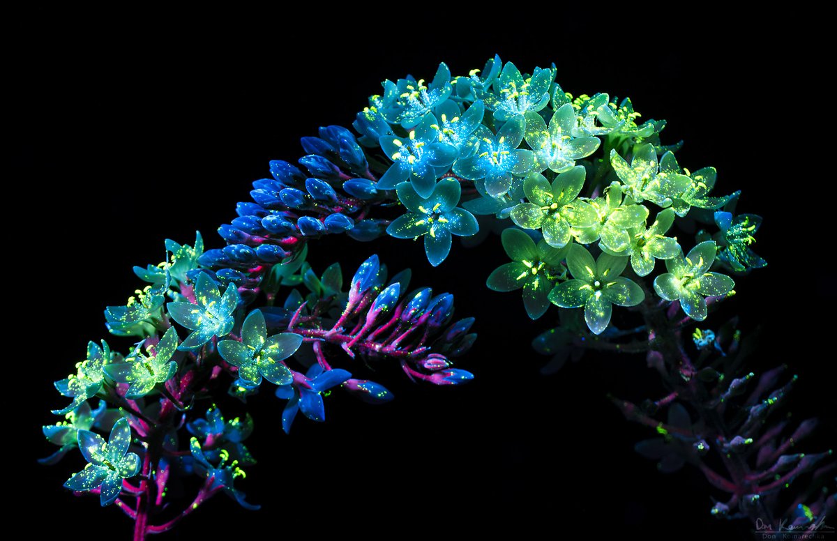 When I say that the Gooseneck Loosestrife looks like fireworks, this is a stalk of the flower on it's own! Crazy!

Also shot on my favourite camera of all time, the @Lumixcan S1R. I believe I used the high-res mode and cropped in for added depth of field.