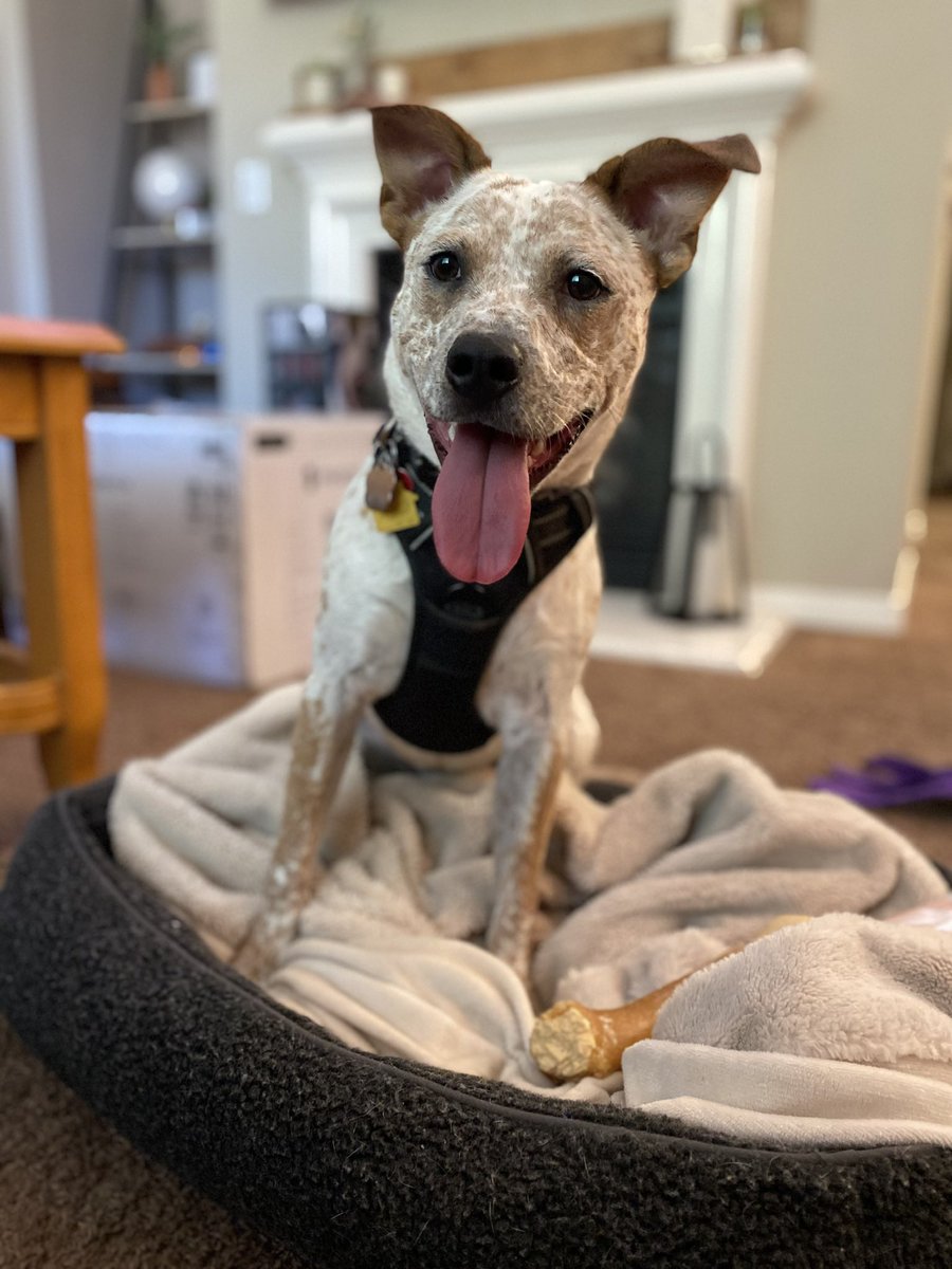StinaVictoria's tweet photo. @Mythical This majestic beast is Biscotti. In formal company or when I’m trouble, he is Biscotti Nabisco Cookie 💖💖💖 https://t.co/QHTjOjwctn