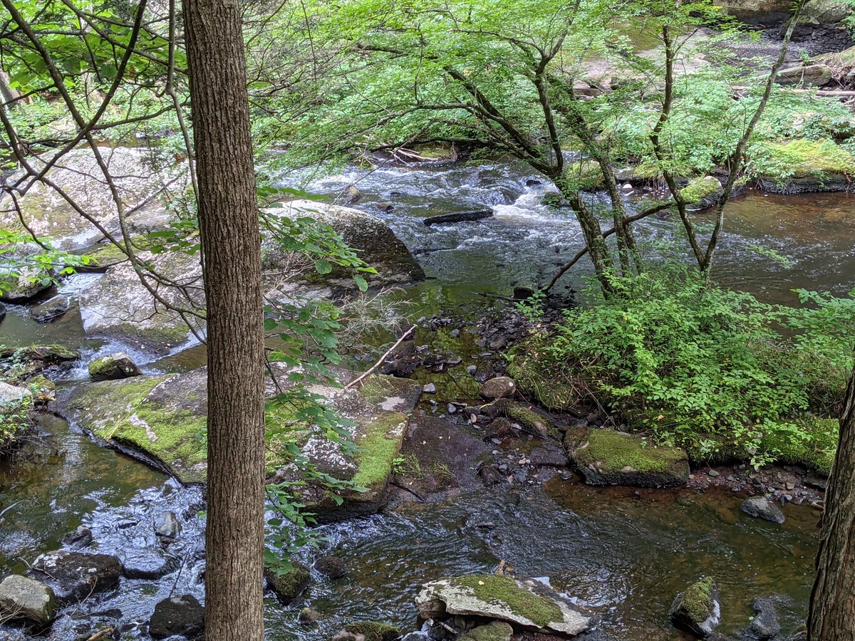 mealchan's tweet photo. Oh how nice it would be to exist as the little fern attached to a fallen tree beside a bubbling stream. #stream #zen #relaxingnature #nature #woods https://t.co/1Q7N89xkM9