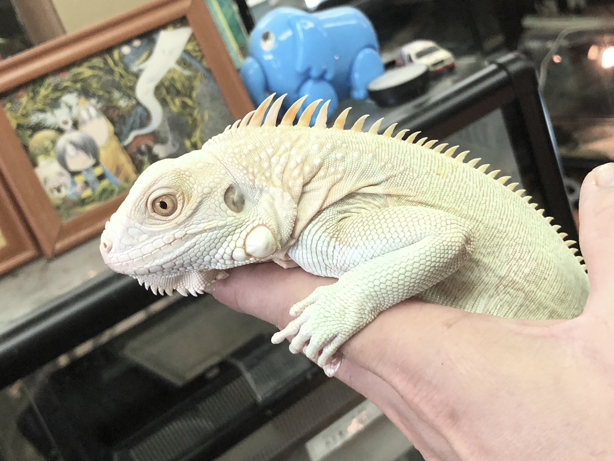 🍺こう🦎🍻🍢 on X: 