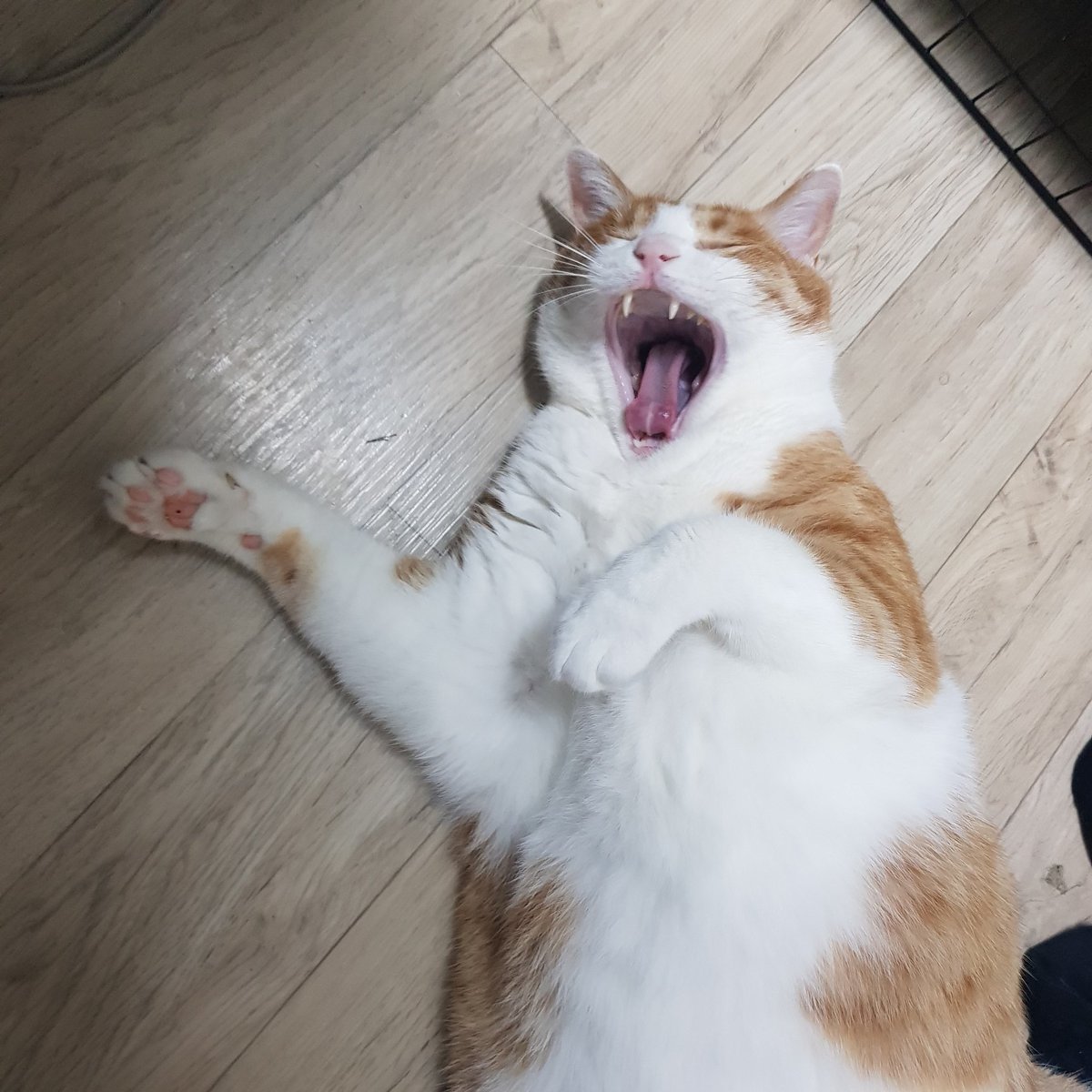 MJKtheCAT's tweet photo. 더워!!!! https://t.co/FxCHmuSXs3