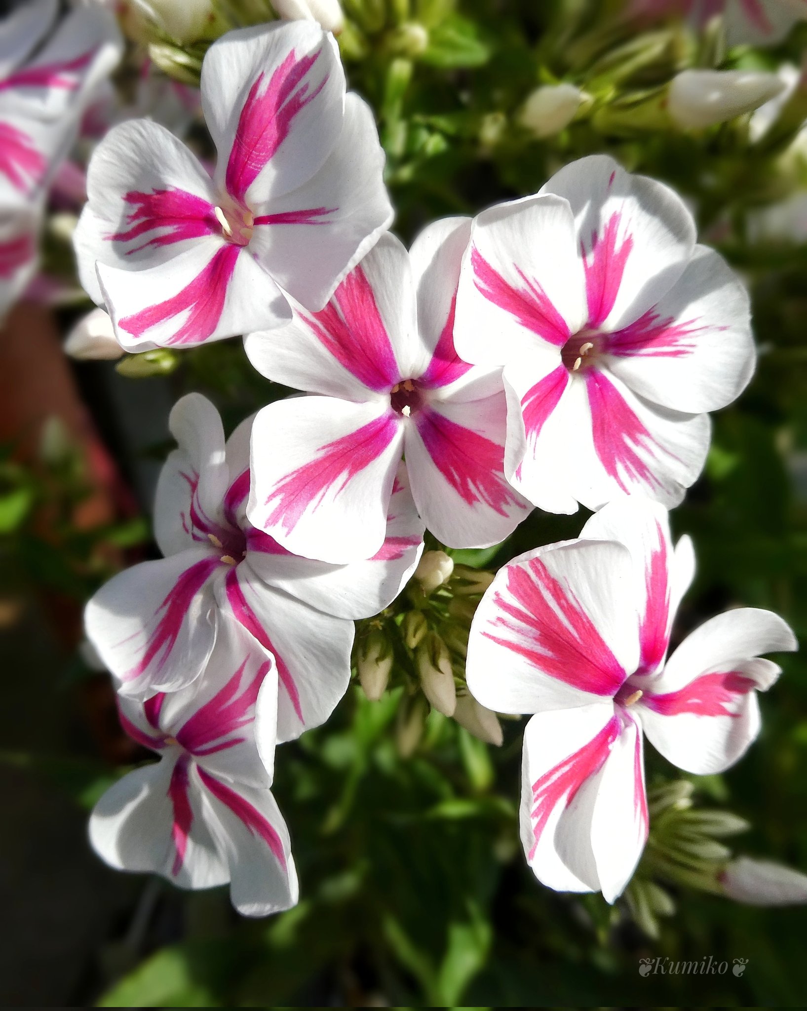 Bluepoppy Bluestar 8 4 水 朝活の日 栄養の日 栄養週間 8 1 8 7 食欲落ちがちですが 栄養をしっかり摂って 元気に過ごしましょう 誕生花 フロックス 花言葉 合意 一致 協調 東京オリンピック 日本選手メダル獲得