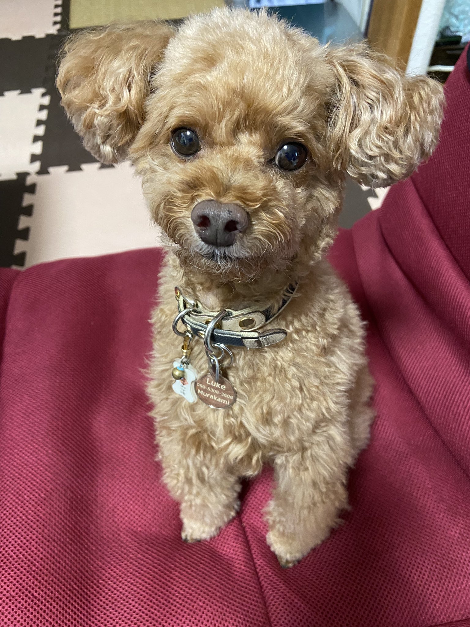 犬の膵炎 Twitter Search Twitter