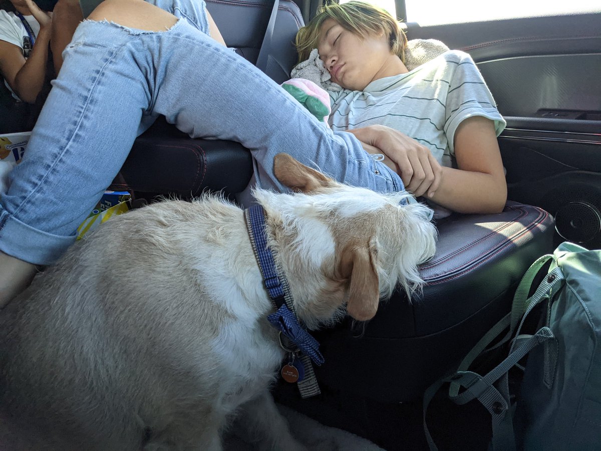 DailyDanica's tweet photo. It took him a minute (or a couple hundred miles), but he finally got comfortable in the car. https://t.co/FjGxnwO7YH