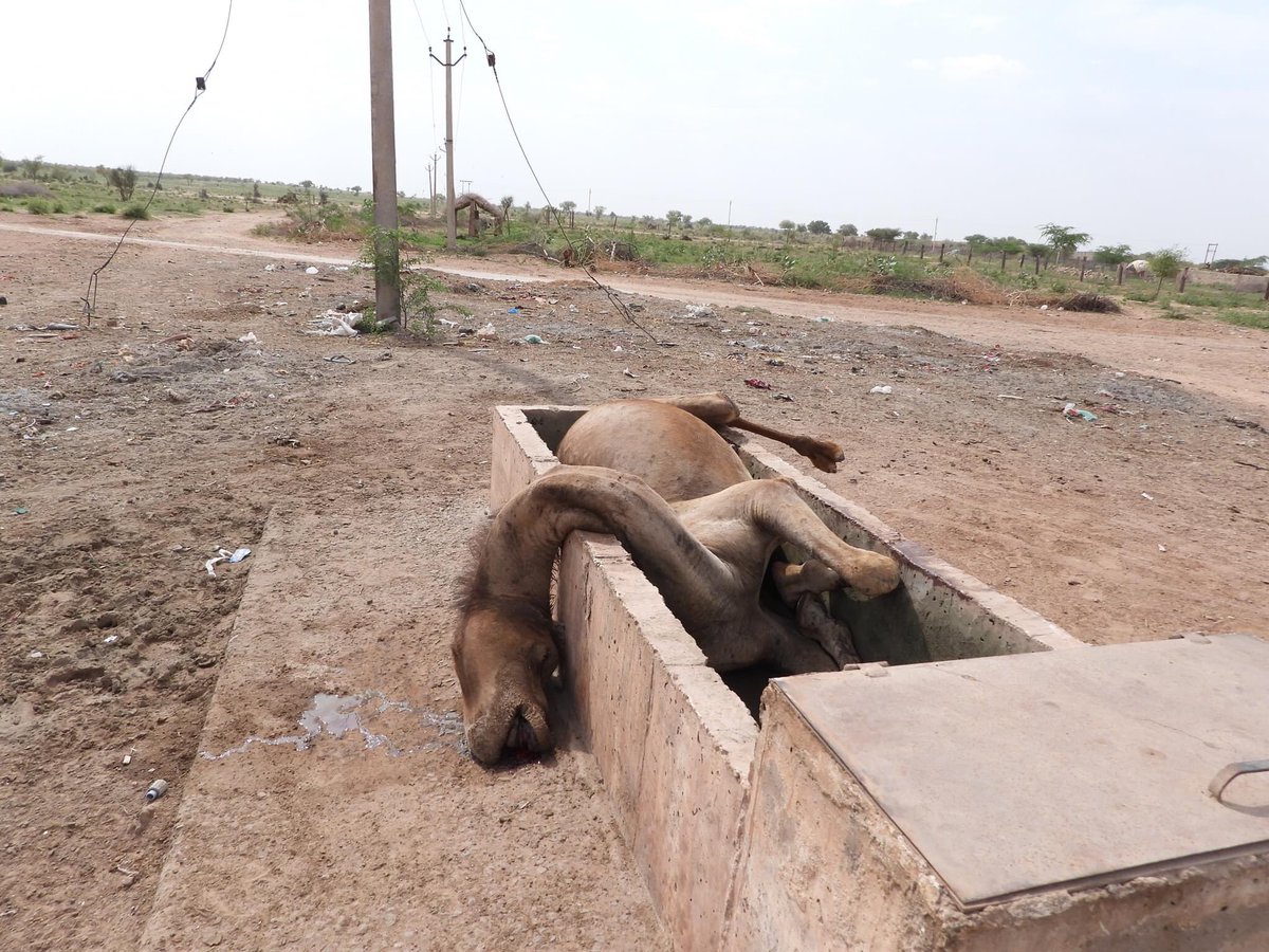 Ranjeetrajgur's tweet image. #गहलोत_सरकार_ऊँट_बचाओ 
#ऊँट_अभ्यारण्य_की_स्थापना_करो

@ashokgehlot51 @KatariaLalchand