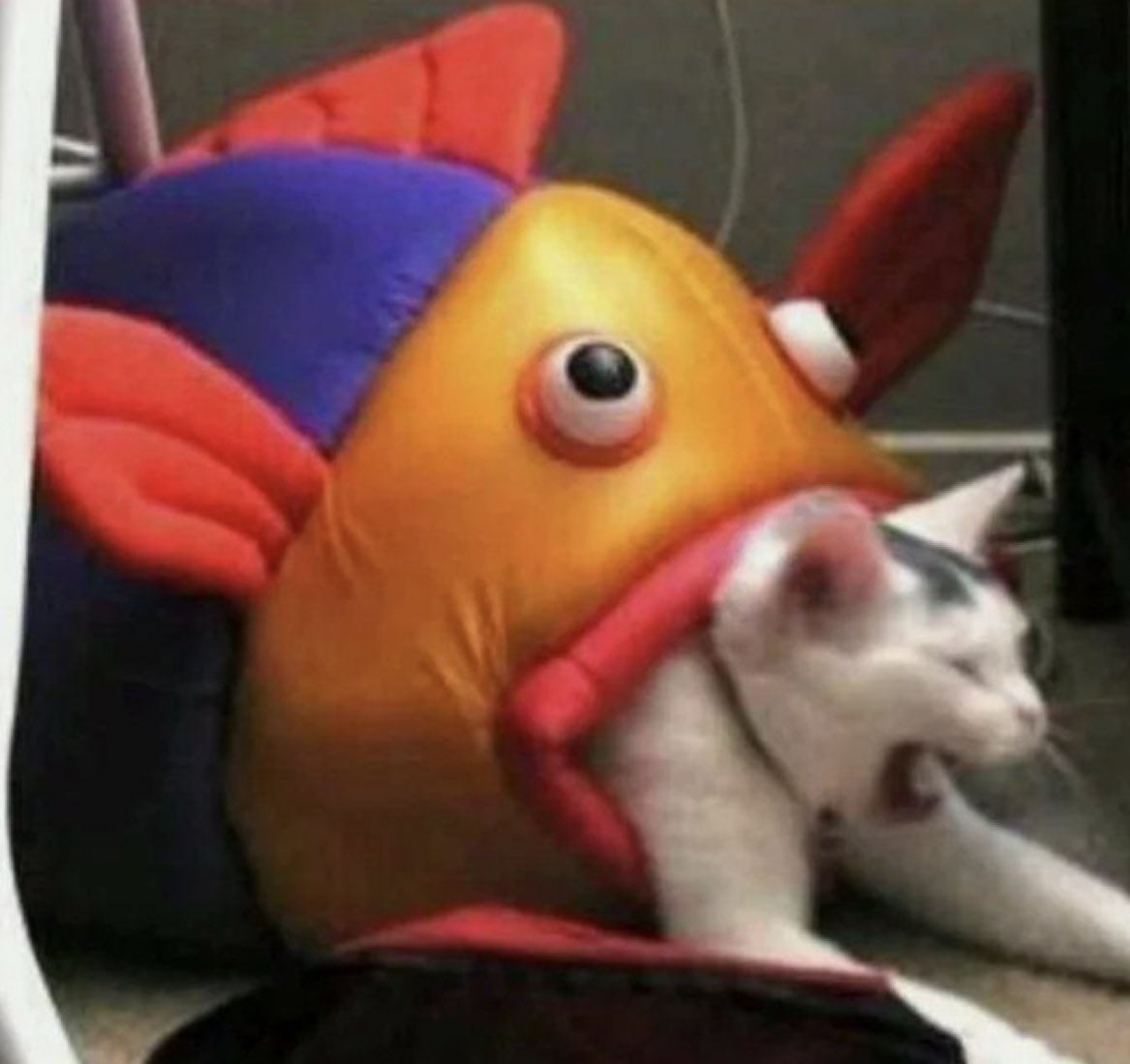 how can ppl not like cats I’m sorry ARE U SEEING THIS!