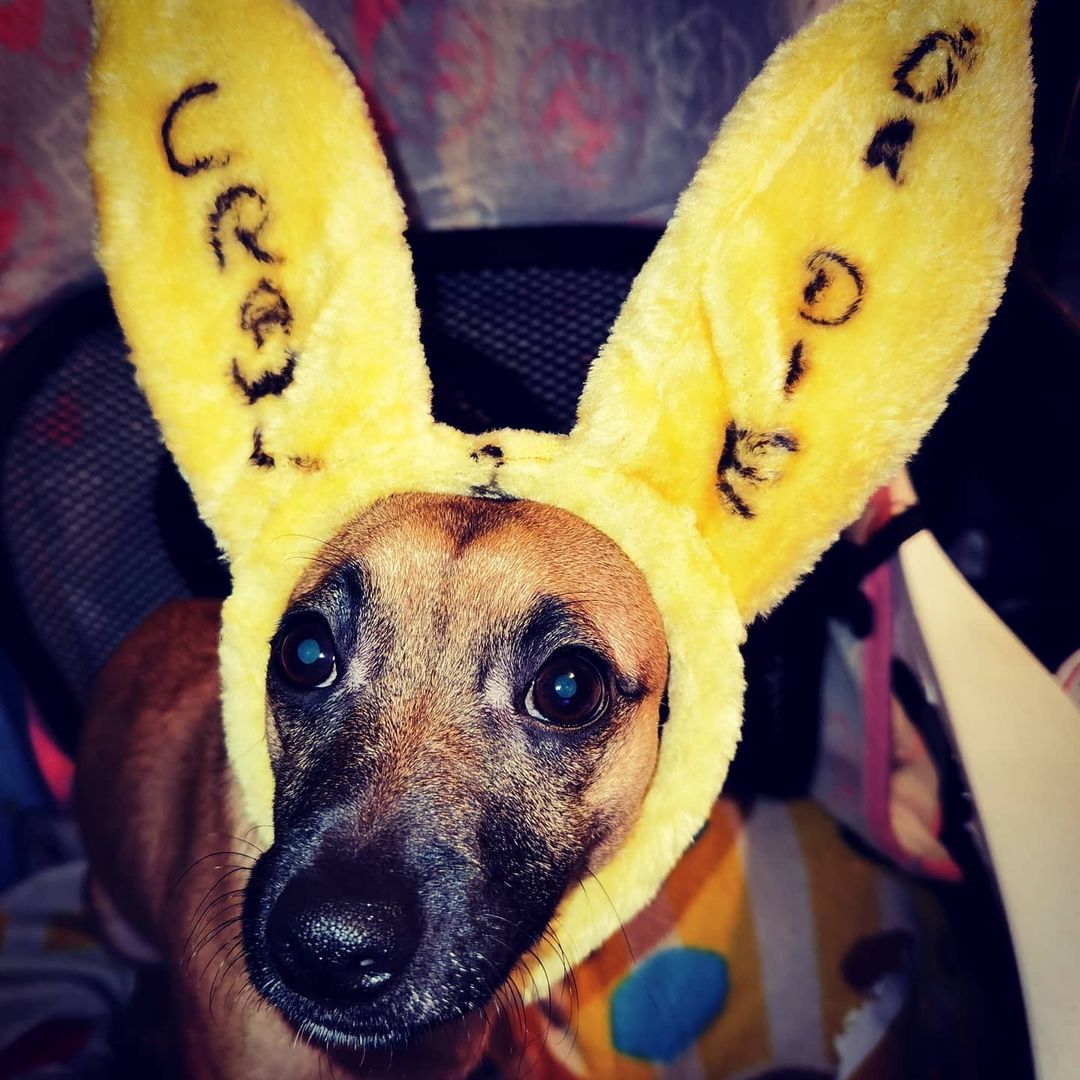 Brassylassy's tweet image. #NewProfilePic #CRAWLorDIE2 #TANKarmy