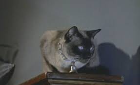 CarrieRickey's tweet image. With #BellBookandCandle airing on @tcm right now, a question: Most important movie cat, #Pyewacket or #Zgougou? Write-ins accepted.
