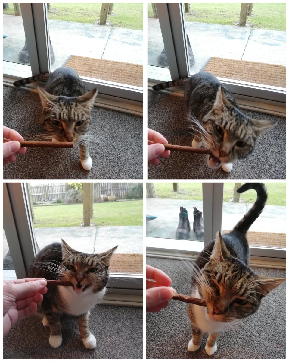 OccEpiphany's tweet photo. Thank you to my #MidWinterSecretSanta!! Cinnamon went absolutely feral over the salmon sticks (zoom to pic 3). And I'm very much looking forward to a fancy new cup of tea and choccy biccy while watching the Olympics later ☕🧡 https://t.co/foqgX53Ho0
