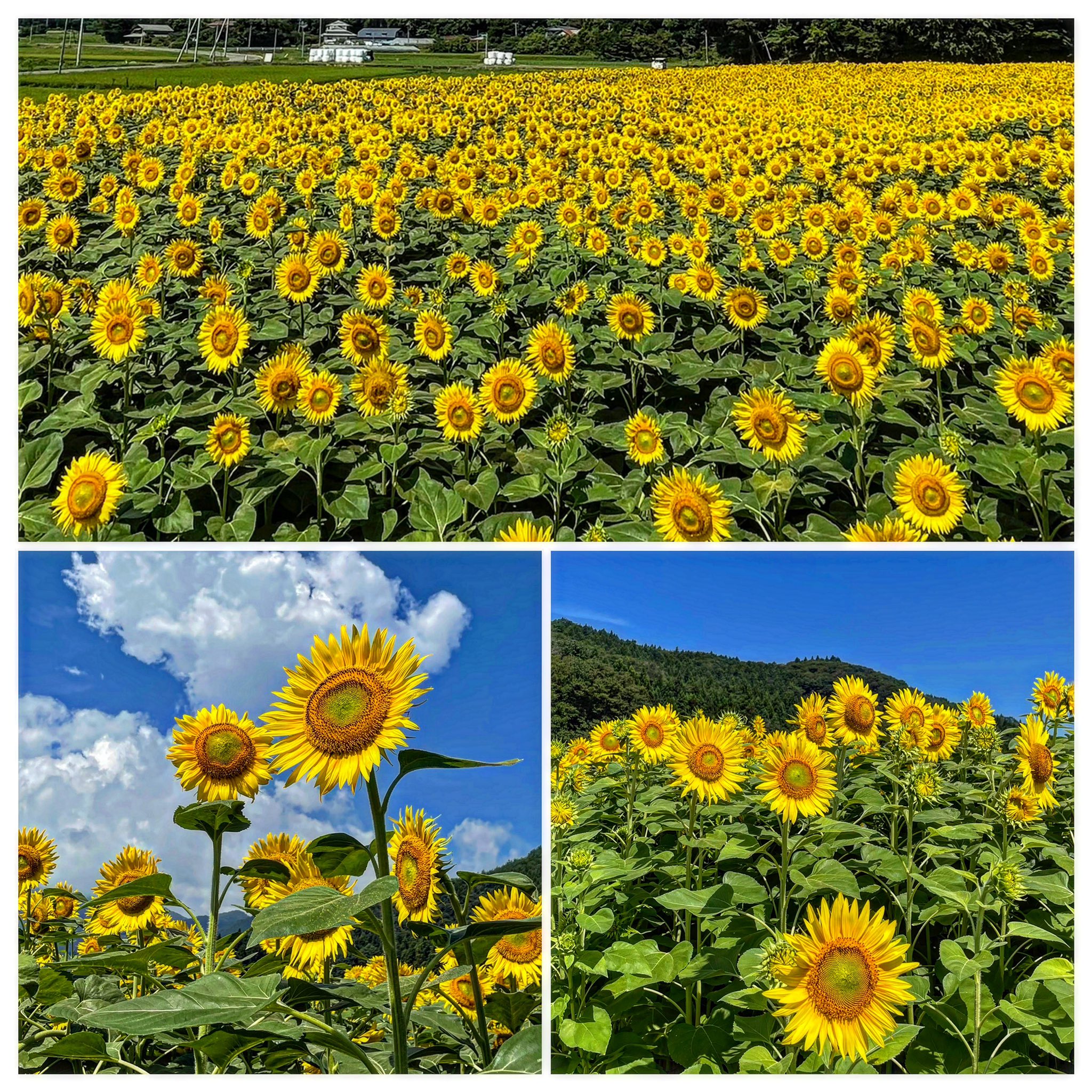 Yasuyuki ひまわり畑 ひまわり イマソラ 矢巾町 和味フラワーパーク T Co Gsfhkxibhe Twitter