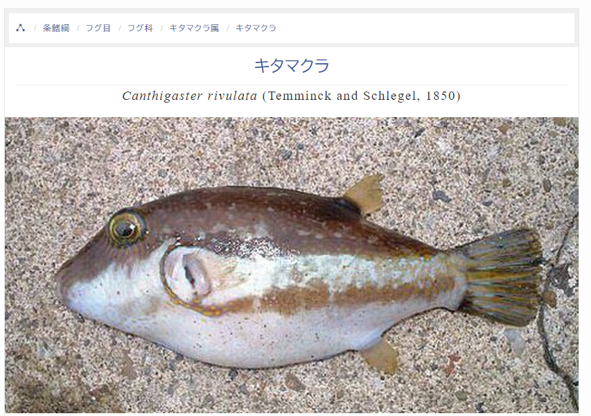 稲田和絵 ライター على تويتر 注意喚起 豆アジにフグ混入 とあるスーパーで買った豆アジにアジ以外の魚が混入していました ネット検索してみたら キタマクラという物騒な名前のフグにそっくり 豆アジにフグが混入する事件もいっぱい出てきました 皆さんも