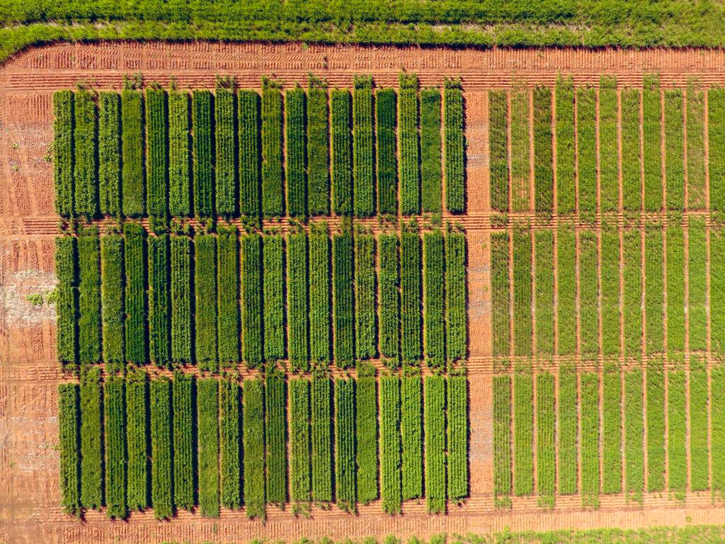 Delta Cereal Variety Trial at Tottenham ! Fantastic season can’t wait to see the yields <a href="/rkrueg554/">Rodney krueger</a> <a href="/AgXtra/">AgXtra</a>