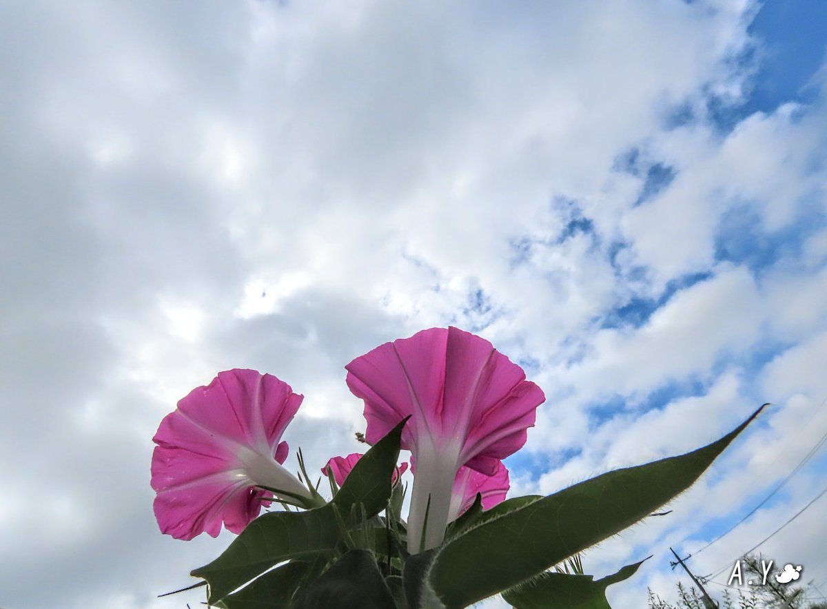 yumeasutw's tweet photo. #青空 に #積雲 モクモクお日様の回りを虹色に彩る水曜日の朝💙

予想最高／最低気温🌡️35℃／26℃
曇りのち晴れ☁️➡️☀️
朝のうちは雲が多く、日中は厳しい暑さとなりそうです😵💦

ほんのり #彩雲
#空の名前
#雲の教室
#天気の図鑑
#雲友
#アサガオ
#庭花 #花 #flower
#a2021 #a0804 #a202108 #a2021082 https://t.co/MPLVfCHGW4