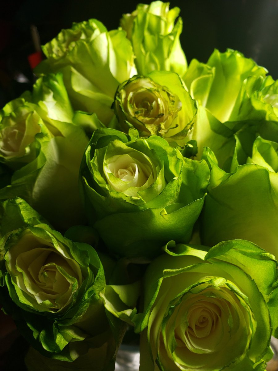 2SatisfyMISoul's tweet photo. Was in @SamsClub &amp; saw GREEN (Fiancè's favorite color) so I had to get them 💚🥰💚#GreenRoses #WeeklyFlowers https://t.co/NzYQvWOMTQ
