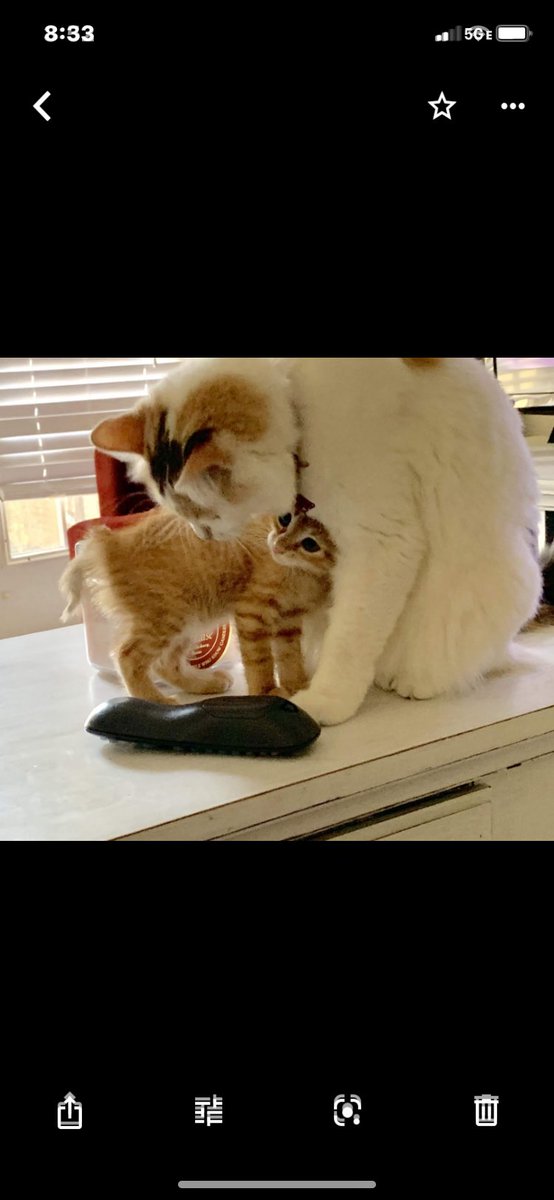 Addiecat3's tweet photo. @lexi4prez My two “foster fails!” I now understand cat people because I am one . https://t.co/wHs4n0Kvoz