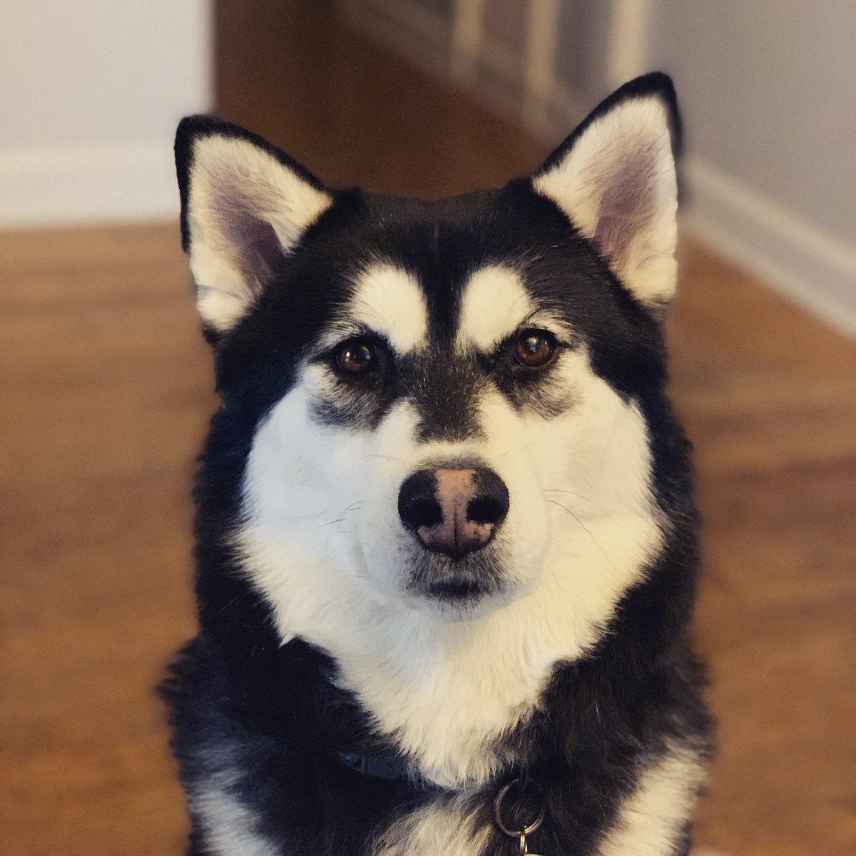 AmandaJayFuller's tweet photo. @Mythical #GMMReadyPetGo here’s my husky! He knows he is pretty and he has his own Insta. https://t.co/wxMZ67Mp2j