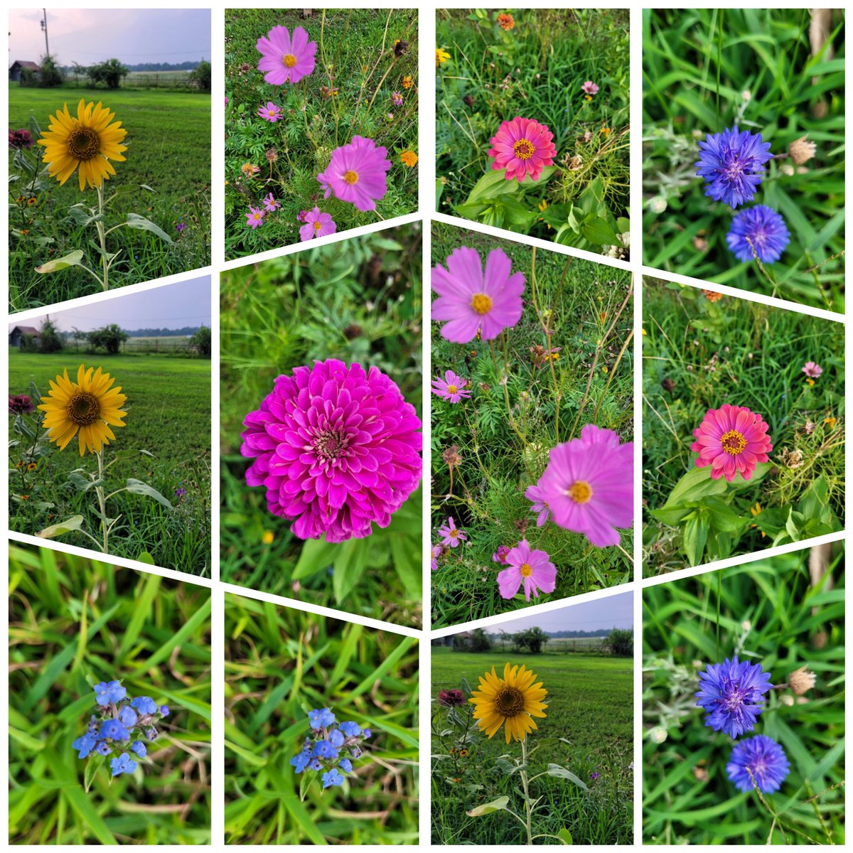 Photo bouquet from my Pollinator Garden