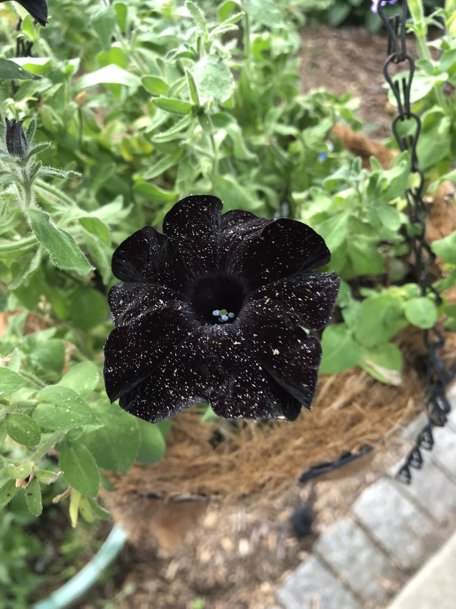 madam psychosis tweet media