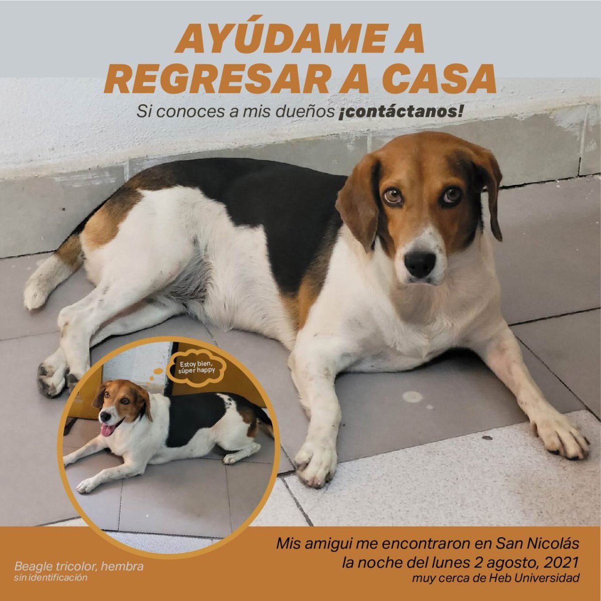daniel_carrillo's tweet photo. Amig@s ayúdenme a difundir para encontrar a sus dueños RT RT @MarcoRoodz @nataliagz17 @Felicidad_SN @glorianaomi86 @chuchotwitero10 @LilyOlivaresC @Eleonor9801 @GeraVaqueraSN @chaledelafuente @ComunidadMTY @AdoptaLibreMTY @prodanmty https://t.co/bmQ0VmK3GG
