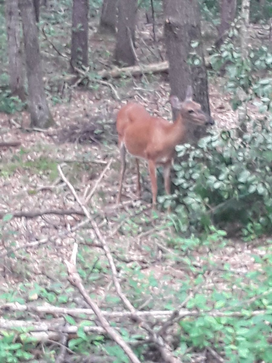tepickarts's tweet photo. Some of my people. Nature never disappoints you. https://t.co/jN3jfzMyZX