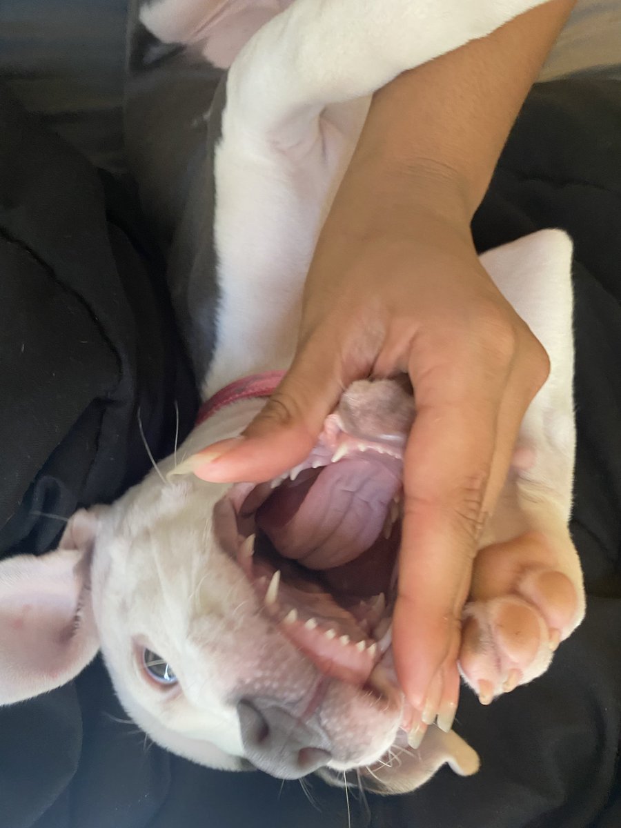 nattalie_a's tweet photo. cleo at her finest https://t.co/bN94S3xmet