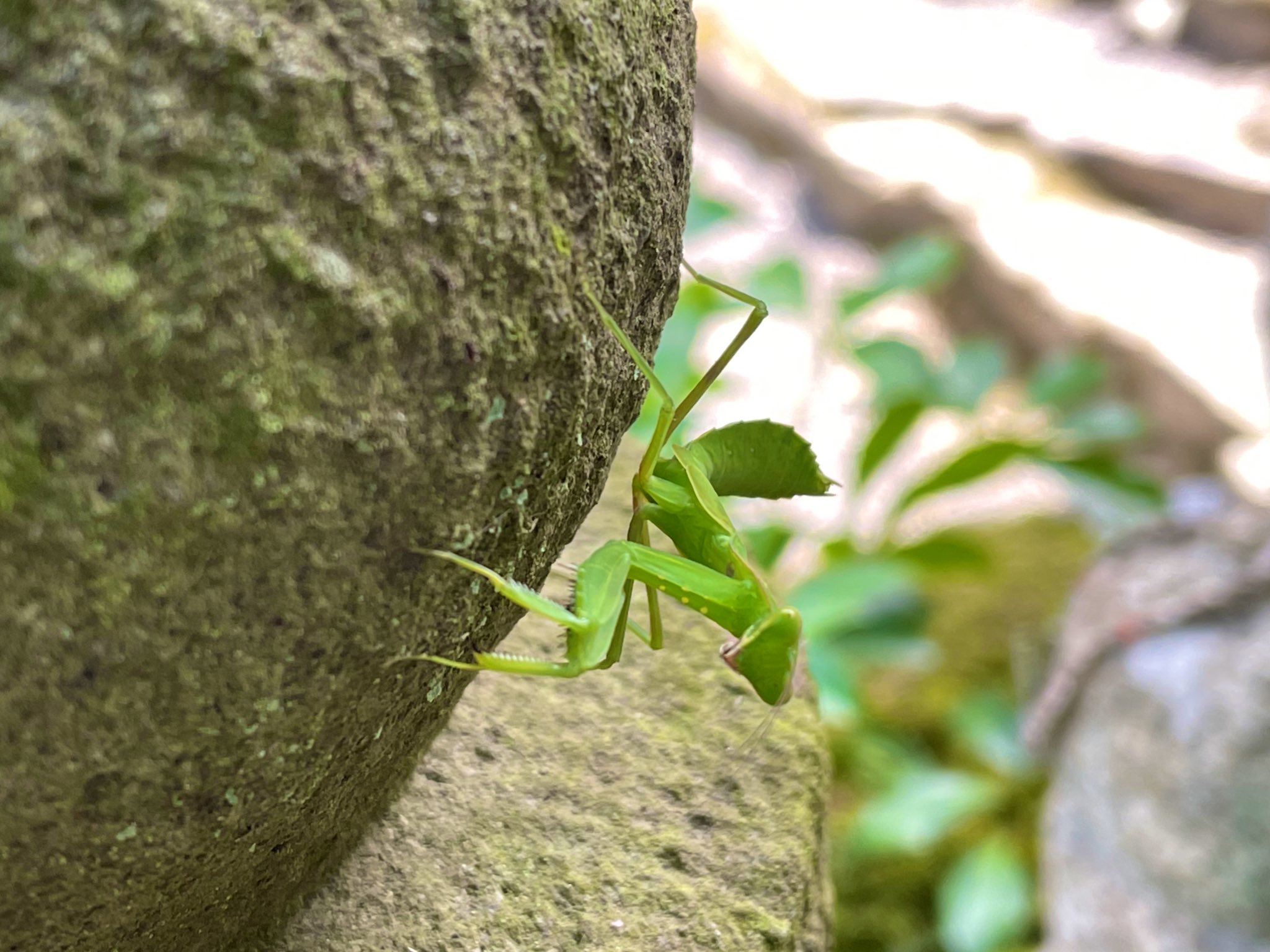 湖東三山 苔の寺 西明寺 表参道沿いの五輪塔に腹広蟷螂 ハラビロカマキリ の幼虫がお参りに来ております 日本 滋賀県 寺 湖東三山 西明寺 表参道 参道 境内 五輪塔 風景 景色 自然 晴れ 昆虫 湖東三山 苔の寺 西明寺 表参道沿いの五輪塔に腹広蟷螂 ハラビロカマキリ の幼虫がお参りに来ております 日本 滋賀県 寺 湖東三山 西明寺 表参道 参道 境内 五輪塔 風景 景色 自然 晴れ 昆虫