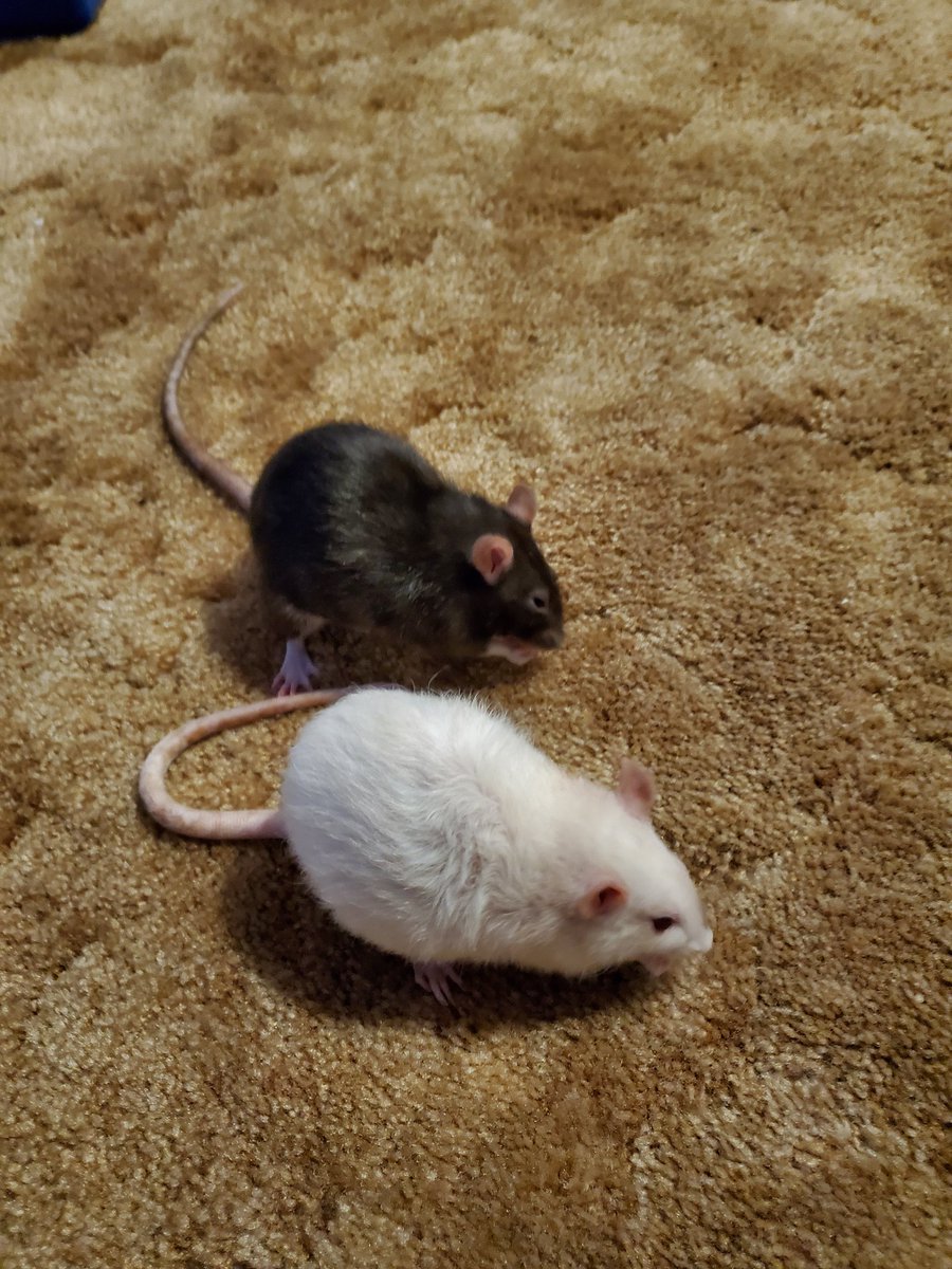 EV5074's tweet photo. @Catcoconutart My three kittens and two rats. https://t.co/XyWY3sfYEK