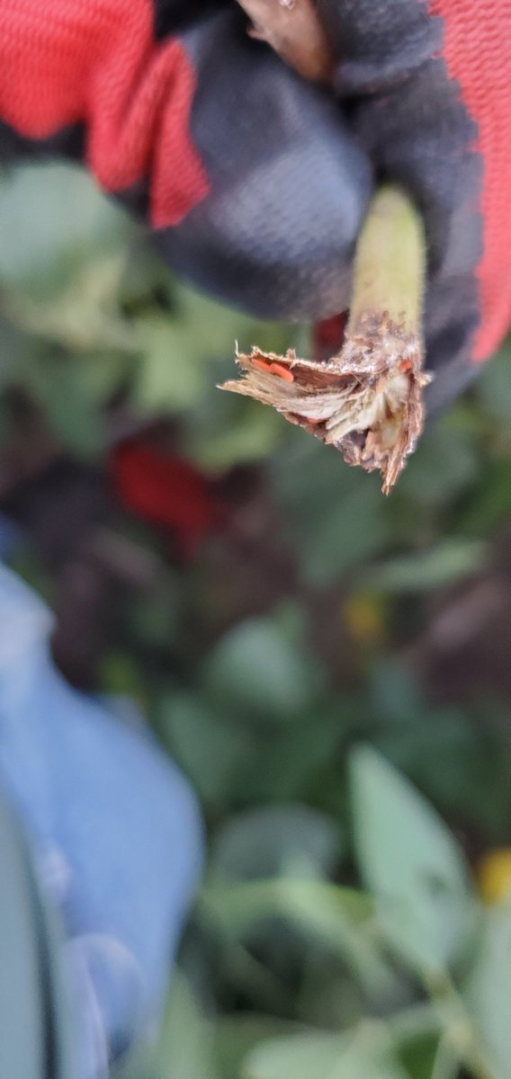 Blake Ebbers (@ebbersag) on Twitter photo Not what I was wanting to find tonight... Gall Midge is here unfortunately...<a href="/tjcksn/">Tamra Jackson-Ziems</a> <a href="/justinmcmechan/">Justin McMechan</a>. Gage/Johnson county line between Adams and Sterling Not what I was wanting to find tonight... Gall Midge is here unfortunately...<a href="/tjcksn/">Tamra Jackson-Ziems</a> <a href="/justinmcmechan/">Justin McMechan</a>. Gage/Johnson county line between Adams and Sterling