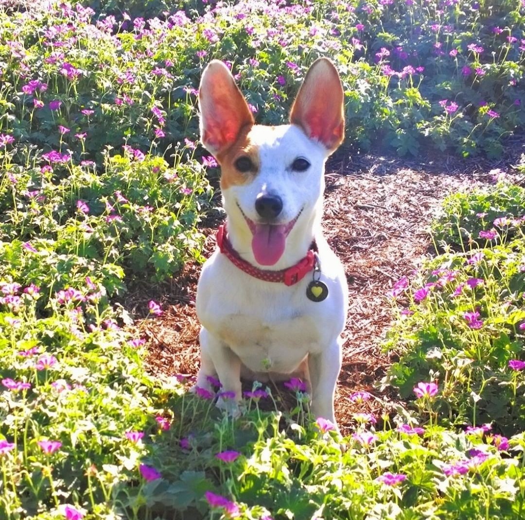 IzzyInsane's tweet photo. @Mythical This is my beautiful Maddie #GMMReadyPetGo https://t.co/ms2RlzdmLH