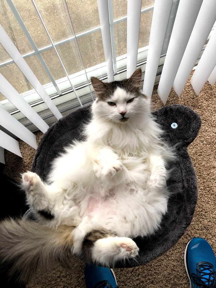 Profoundsoup's tweet image. #GMMReadyPetGo