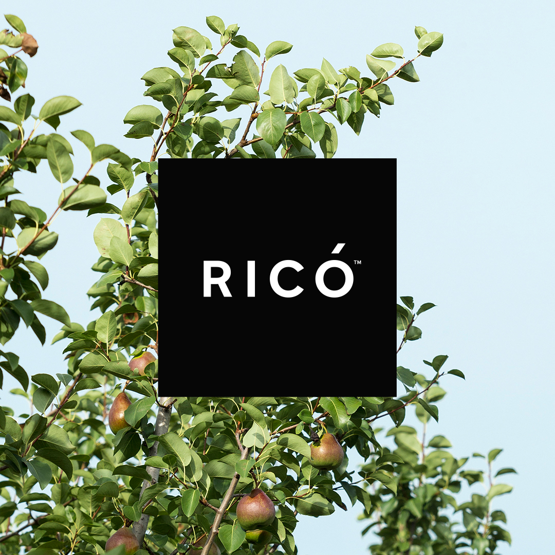 Rico_the_pear's tweet photo. Where does he come from? What's in a name? 🧐

Ricó might be the hot newcomer to the fruitbowl, but he's actually a local boy. 🌳🍐

Discover the origins of Ricó.
👇
https://t.co/vhkX0OBpSC https://t.co/XQnMkVWfJg
