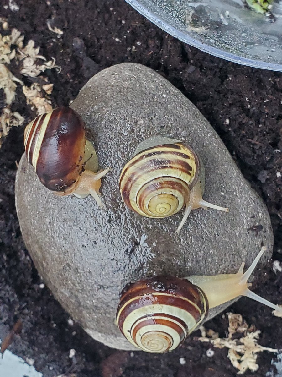 StickytheSnail's tweet photo. @snailsangels Looks like they are great eaters! I've tried various fruits and veggies and my garden snails just won't eat anything but lettuce and cucumbers. https://t.co/wVseWBeJvy